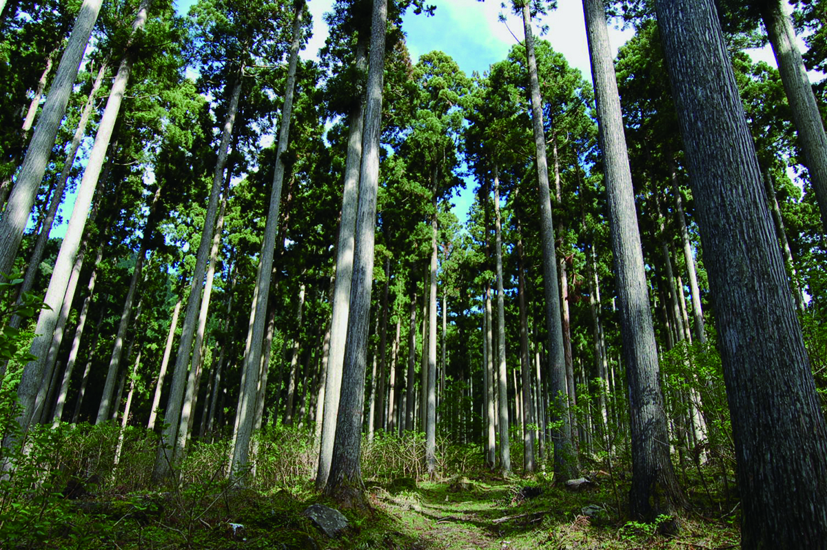 西粟倉村の森林